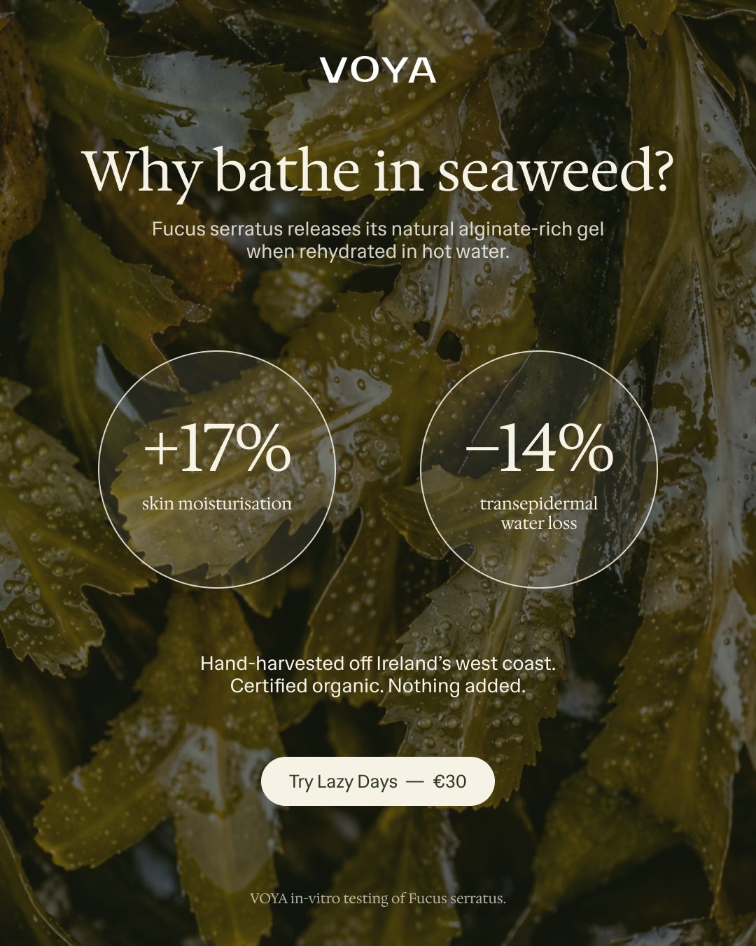 Why bathe in seaweed? Post over a wet seaweed close-up
